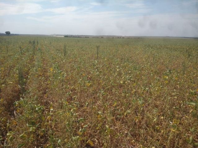 Productores aprovechan las lluvias para cultivar soja y maíz zafriña